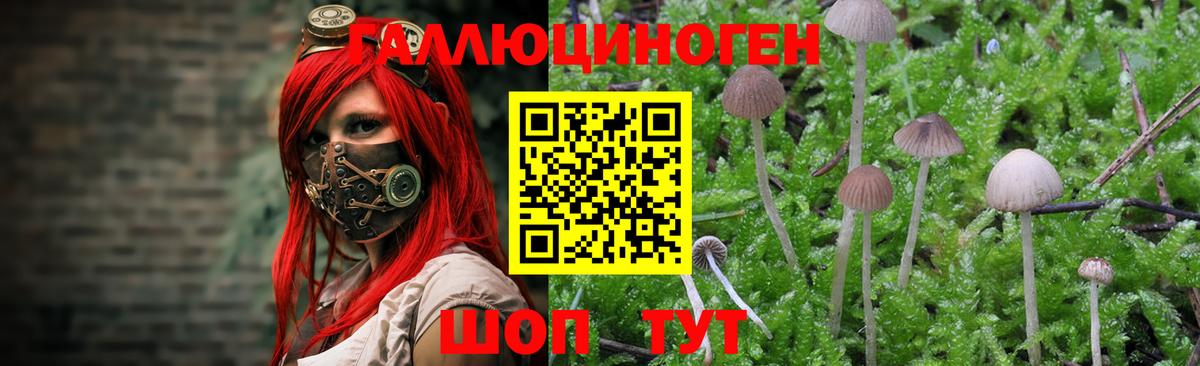 как найти наркотики  Вход с VPN  Майский  Галлюциногенные грибы Psilocybe 
